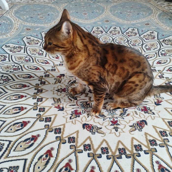 Кошка бенгальская