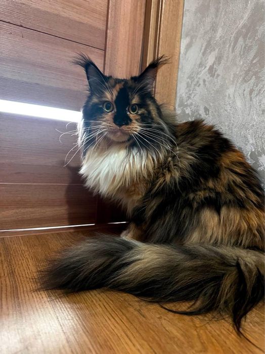 Кошечка мейнкун, трехцветная