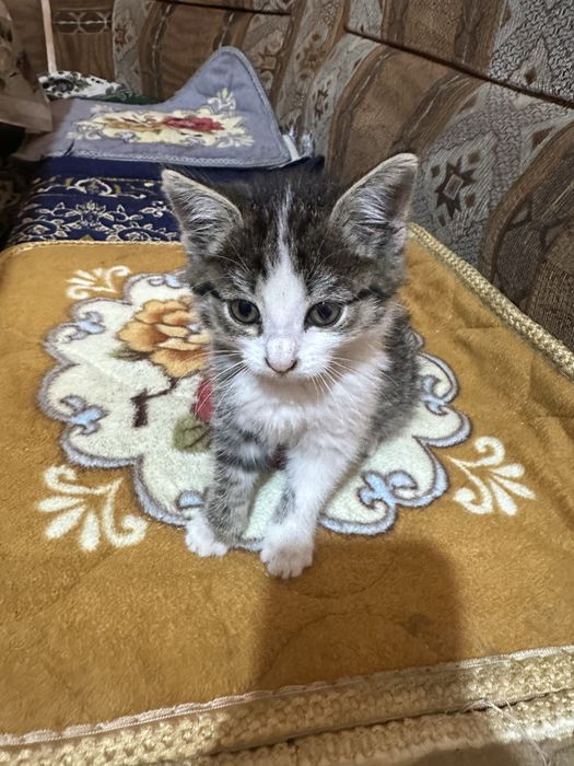 Котенок маленький домашний