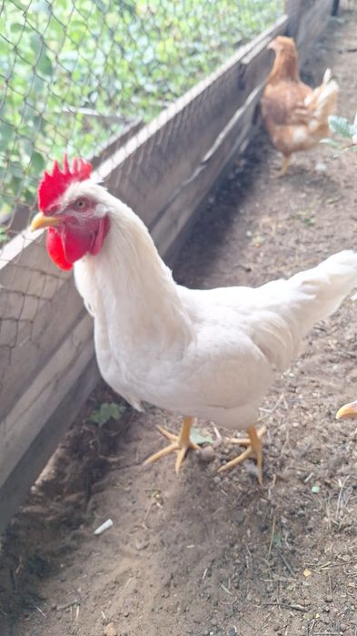 Продам  петушков