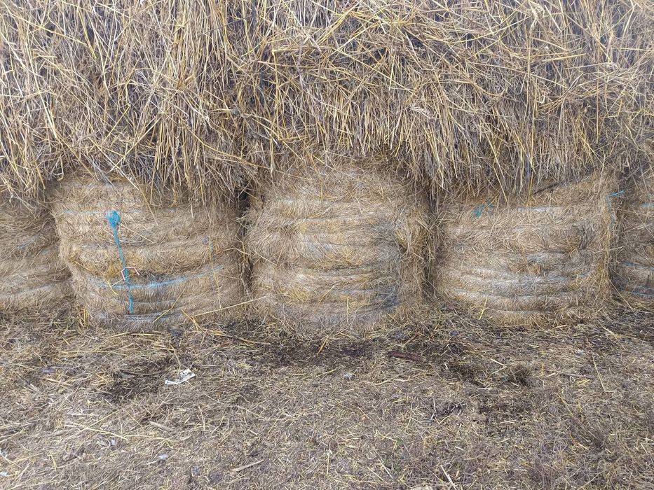 Vând baloți mari de lucernă