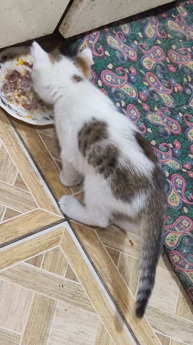 Котята, в хорошие руки