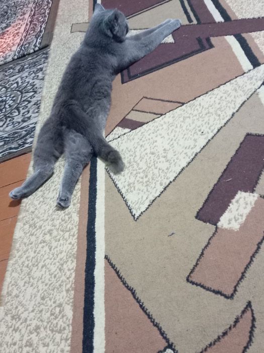 скотиш страйт киз бола 
1 йошдан ошган
2 коринга тугиб боларини катта