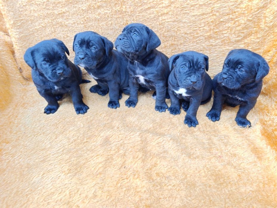 Кане Корсо с Паспорт и Ваксина !