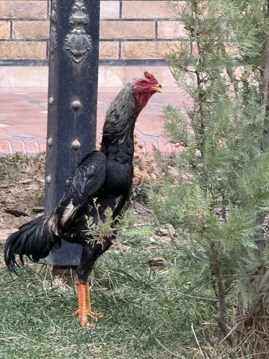 Iyun jujasi zoti tayinli balnd narsa