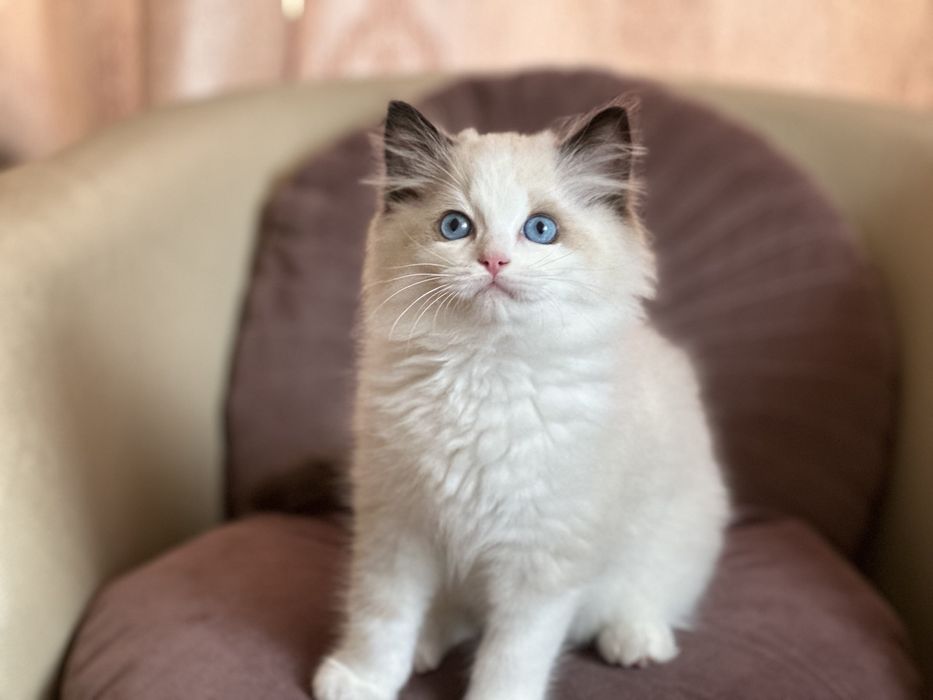 Регдол/// RAGDOLL /// момиче
