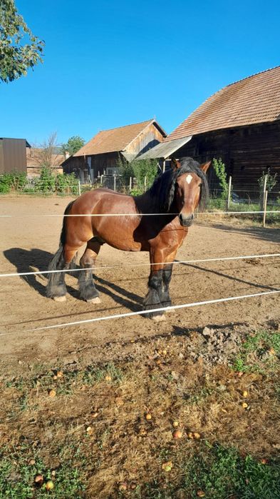Armasar ardenezii