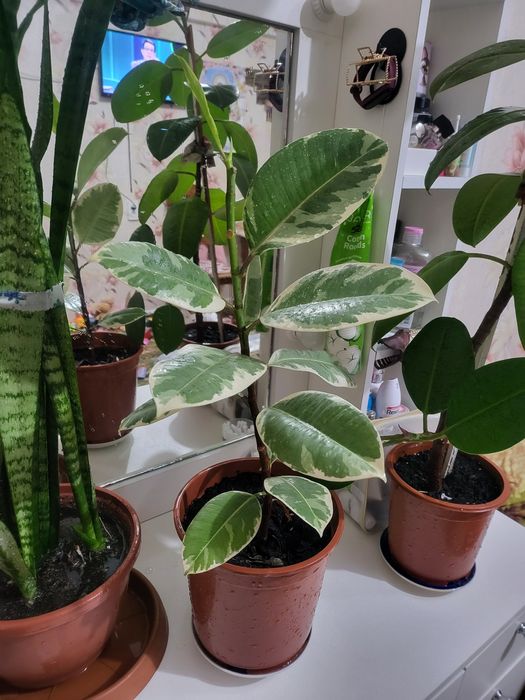 Домашние цветы продаем