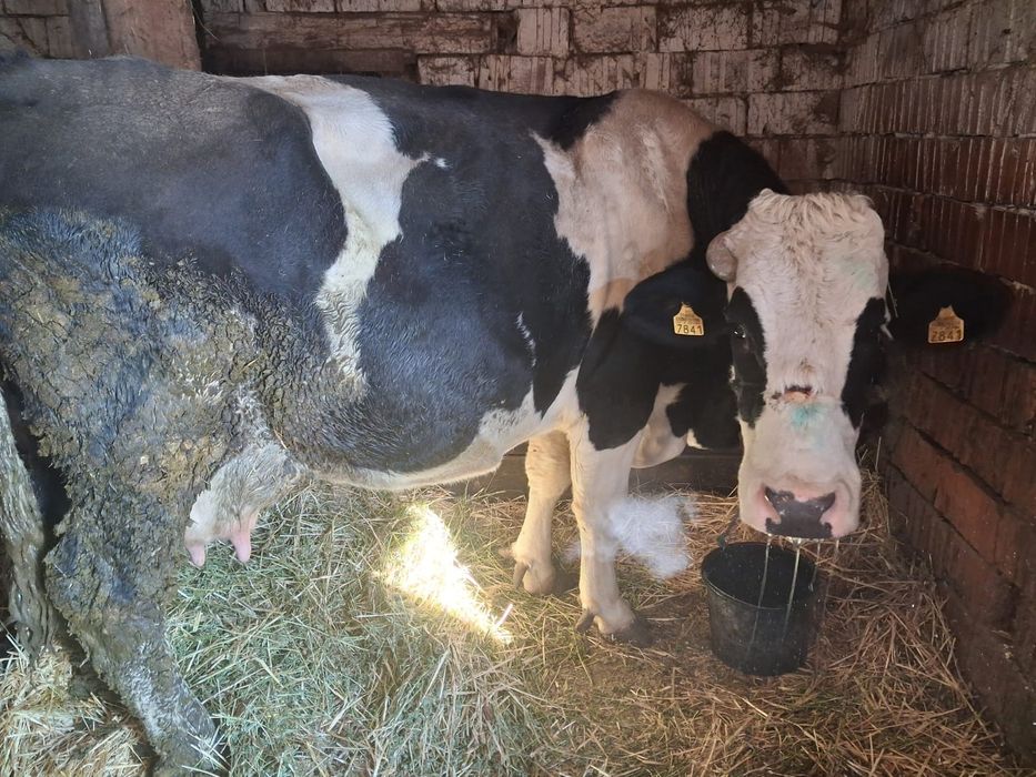 Vacă 11.500 lei- porumb 10 tone 1/kg