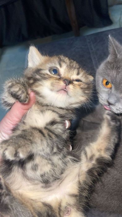 Шотланские малыши