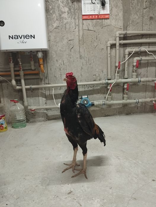 Продам дакан август месяц