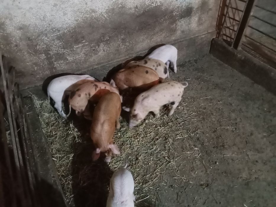 Поросята месячные