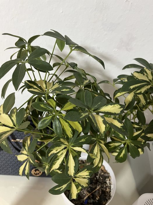 Продам шефлеру 5000