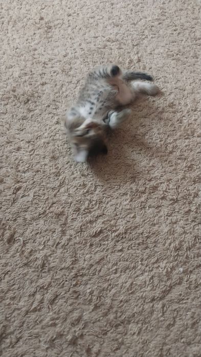 котята милые игривые мальчики