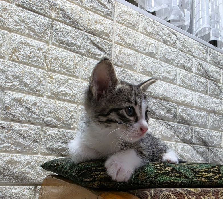 Котенка срочно в добрые руки!