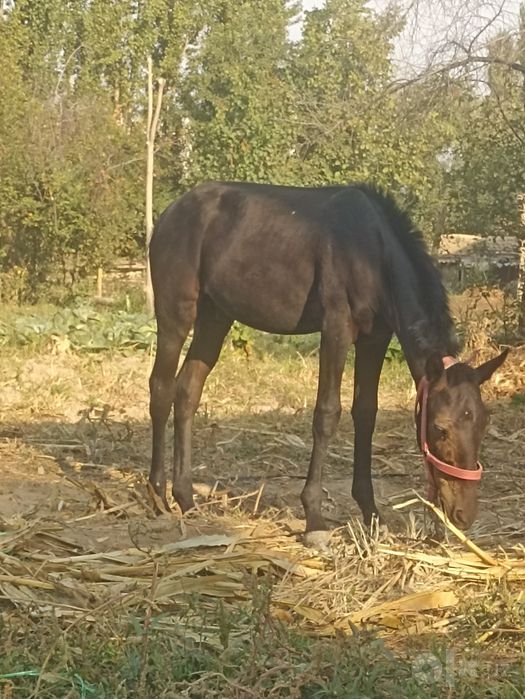 Toylar sotiladi soni 2 ta
