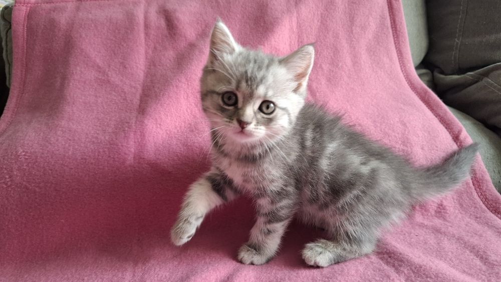 Шотландский  котенок