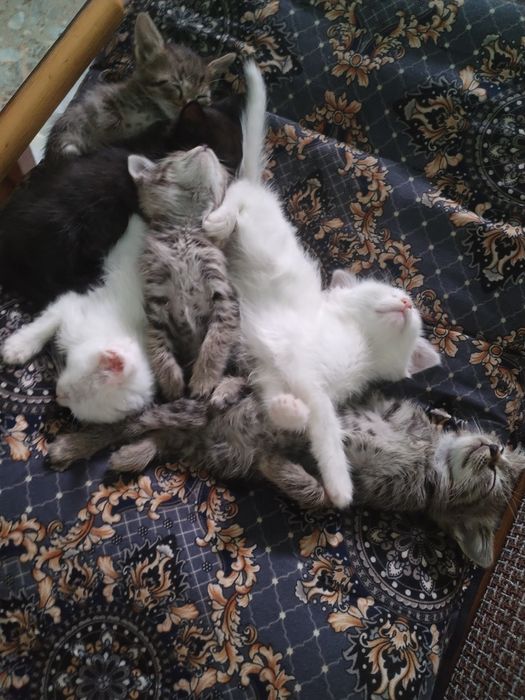 Котята, в добрые руки