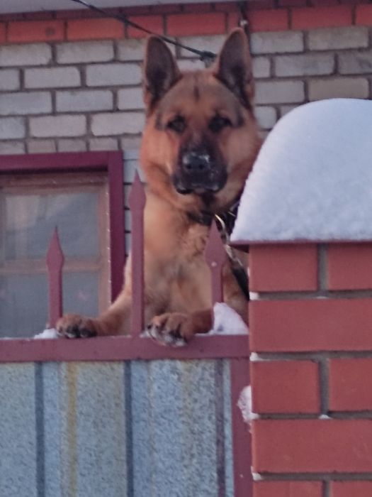 Вязка немецкая овчарка