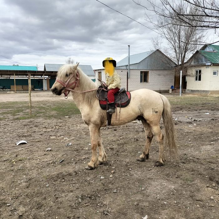 Жылкы 2020 жылғы