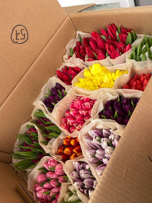 Белорусские тюльпаны