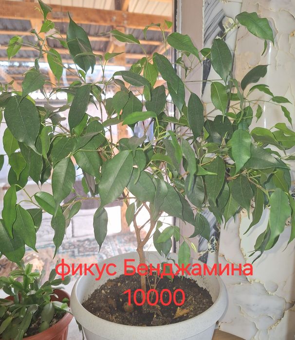 Продам домашние цветы