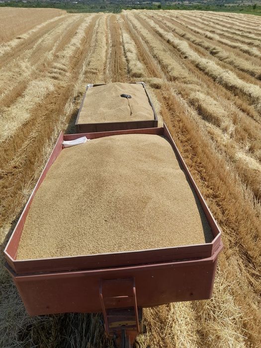 Vând Orz 1,5 lei/kg.