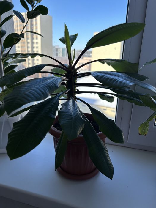 Продам растение молочай