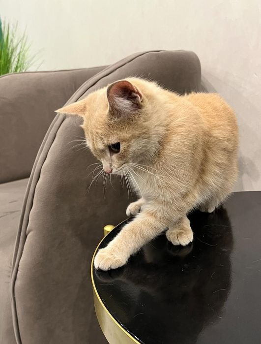 Котенок мальчик в добрые руки