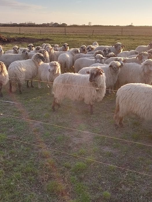 Oi țurcane de vânzare