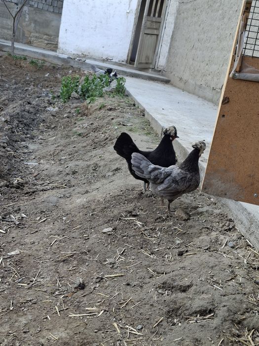 Gollandak tovuqlar sotuvda narxini kilishtirib biramiz