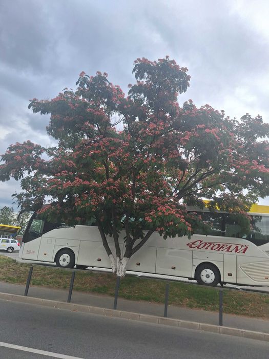 Puiet arbore de matase parfumat ALBIZIA
