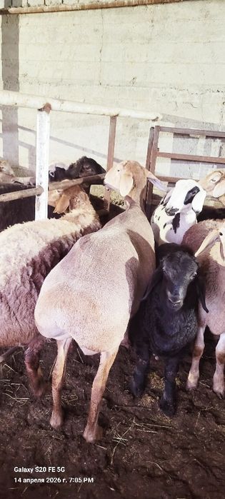 Arashan sovluq ona bala sotilad