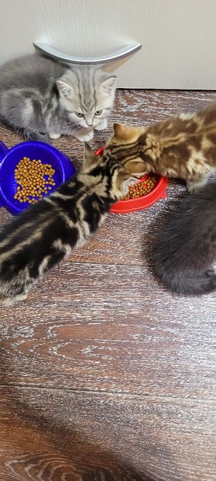 Продается котенок, девочка шотландка