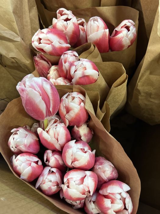 Тюльпаны оптом и в розницу