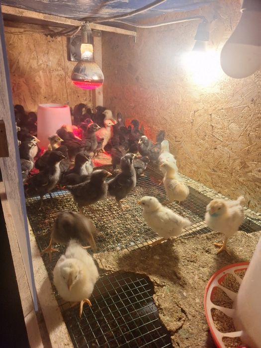 Pui din găini de țară de vânzare