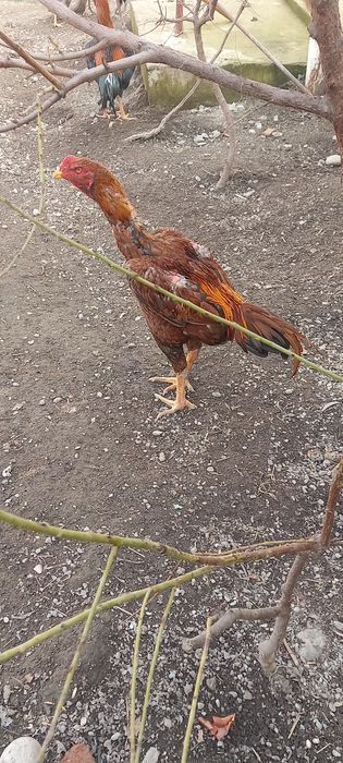 Хурозлар сотилади