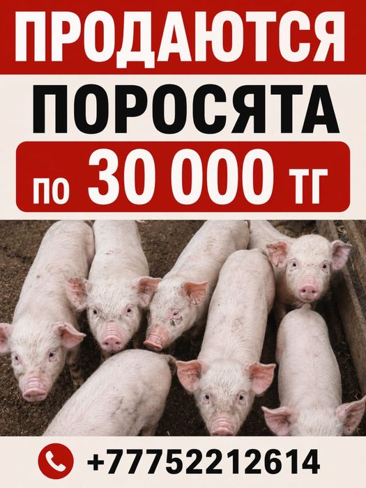Продаются поросята