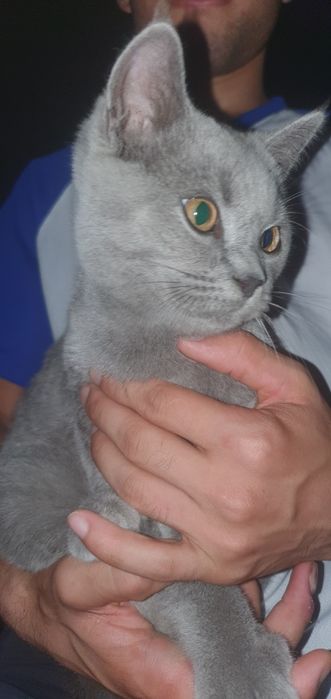 Zot. Brtaninya Shortari