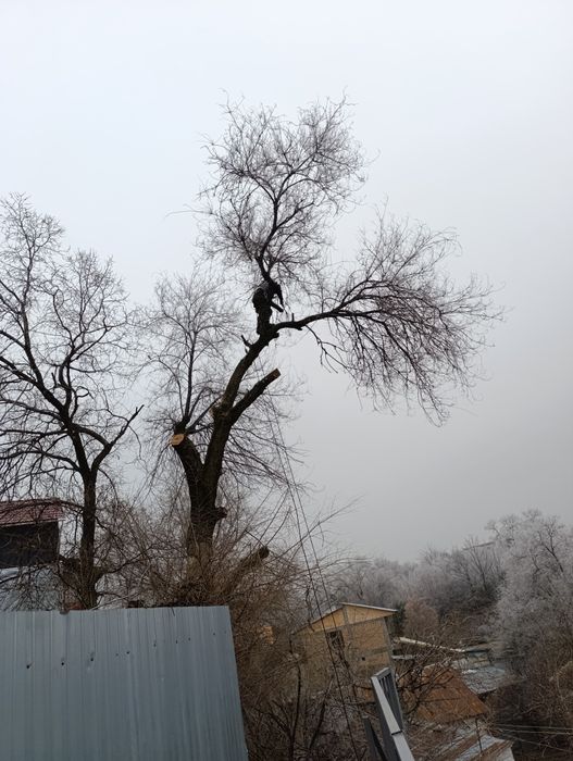 Спил деревьев,Ағаш кесеміз