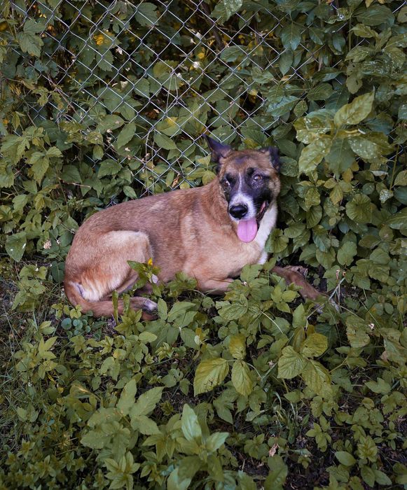 Bowie – câine blând și cuminte își caută familie