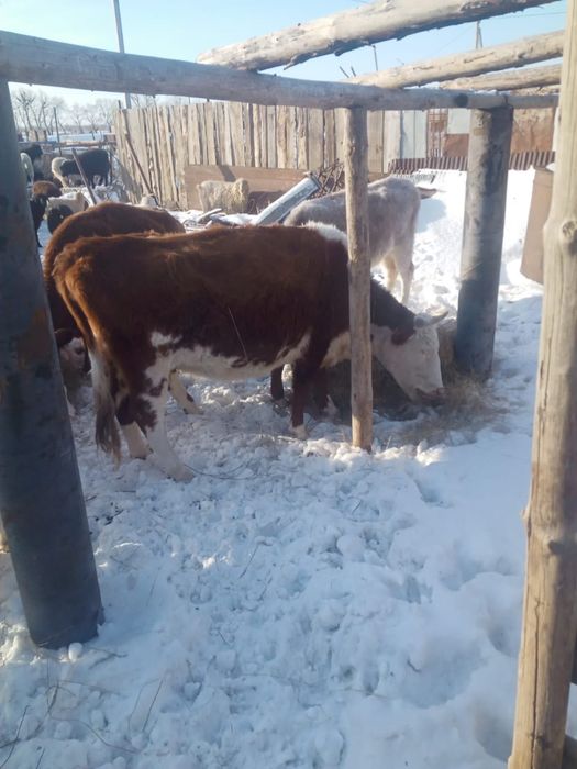 Групнорогатый скот