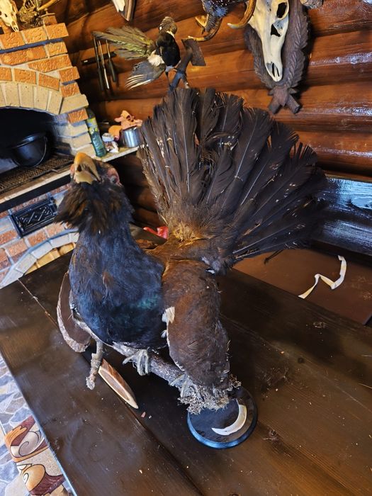 Cocos de munte naturalizat