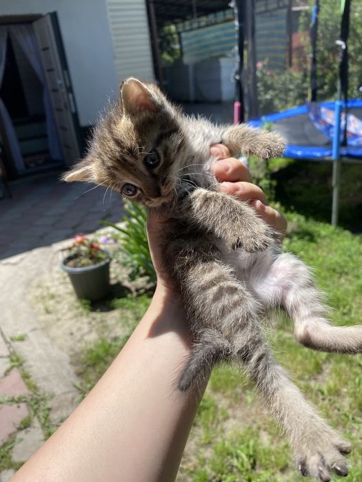Отдам котят в хороший руки