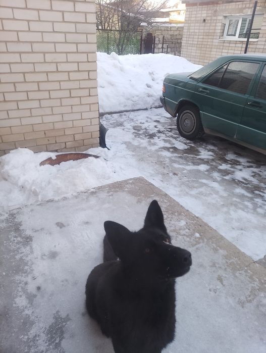 Немецкая овчарка