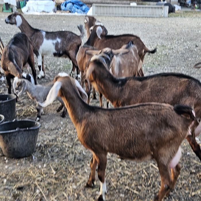 Iezi si capre de vanzare