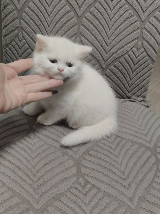 Котенок Британский Белый