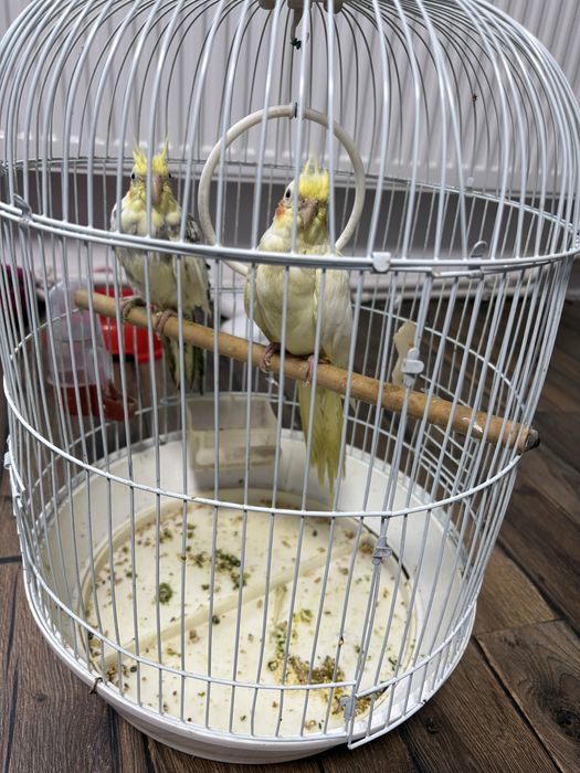 Nimfe  superbe      Bucuresti si imprejurimi