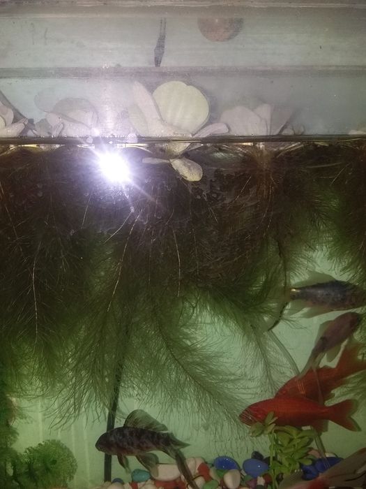 Аквариум с рыбками