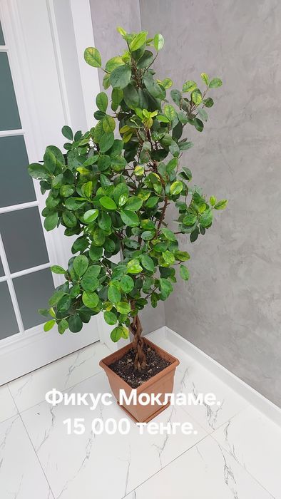 Фикусы разные. Домашние.
